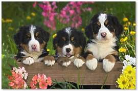PGCKSK 3 Schweizer Berner Sennenhunde，Diy 5D